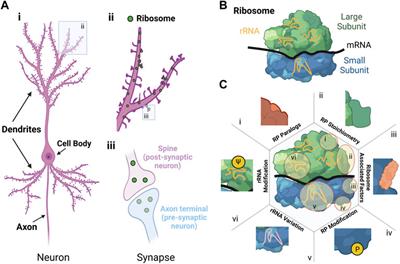 Are there roles for heterogeneous ribosomes during sleep in the rodent brain?